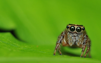 Eight-legged creature, Arachnid species, Creepy crawlies, Spider HD wallpaper
