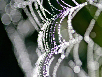 Web, Drops, Macro, Shine, Light, Form HD wallpaper