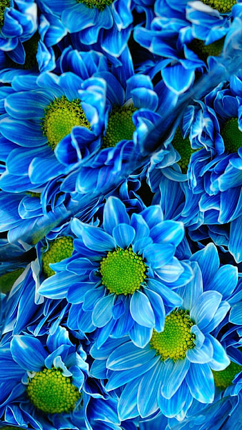 Earth-toned chrysanthemum, Nature's beauty, Earthy floral palette, Warm floral hues HD phone wallpaper