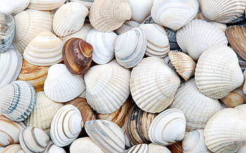 Clams, Sea Shell HD wallpaper
