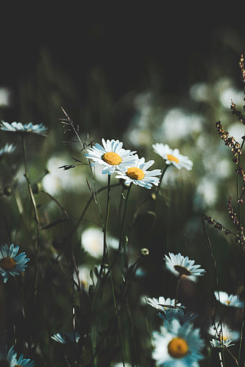 Flowers, Grass, Camomile, Wildflowers HD phone wallpaper