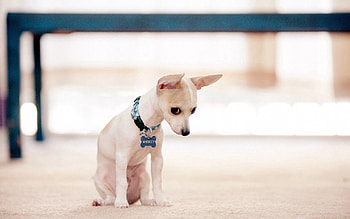 Animals, Dog, Puppy, Small HD wallpaper
