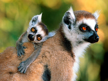 What are you looking at? baby Lemur, baby, cute, funny, lemur HD wallpaper