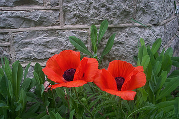 PRETTY POPPIES, poppies, pretty, red, flower HD wallpaper