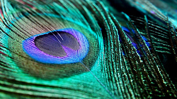 Peacock, Feather, , Backgrounds HD wallpaper
