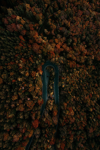 Nature, Trees, View From Above, Top, Road, Turn, Forest, Tops HD phone wallpaper
