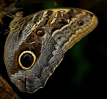 Butterfly, animal, wings, flower HD wallpaper