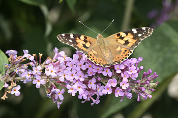 Animal, butterfly HD wallpaper