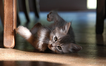 Animals, Cats HD wallpaper