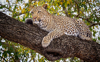 Leopard, cat, wild, tree HD wallpaper