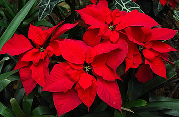 Poinsettia, Vibrant , Stunning flowers, Festive theme HD wallpaper