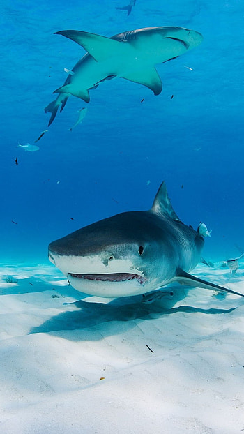 Shark, Hunter, Fish HD phone wallpaper