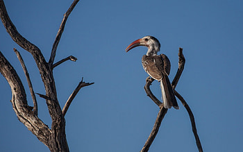 Animals, Nature, Background, Sky, Bird, Branches, Nest HD wallpaper