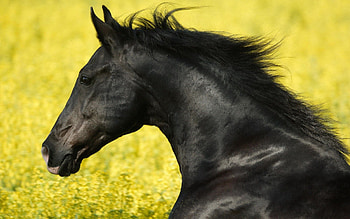 Animals, Grass, Mane, Horse, Wind HD wallpaper