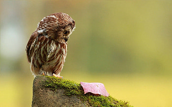 Animals, Autumn, Owl, Rock, Bird, Leaf, Sheet, Stone, Moss, View, Small, Petite HD wallpaper