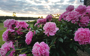 Peonies, Latvia, flowers, pink HD wallpaper