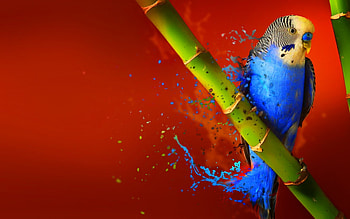 Parakeet, blue, bird, green, red, perush, parrot, papagal HD wallpaper
