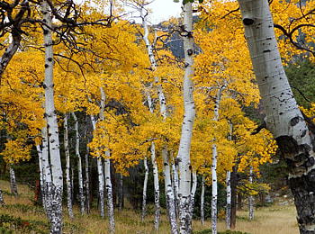 * Autumn in Aspen - Colorado *, trees, autumn, nature, forest HD wallpaper