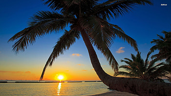 sunset, sunset, palm tree, sun, Abstract, beach HD wallpaper