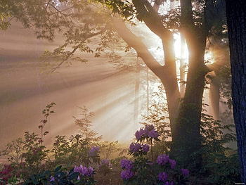 SEPIA FOREST, dawn, trees, flowers, forest, sun rays HD wallpaper