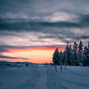 Winter, Nature, Trees, Sunset, Snow, Horizon HD phone wallpaper