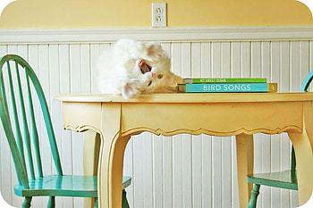 Help! I want a mouse!, cat, pet, mouse, vegan HD wallpaper