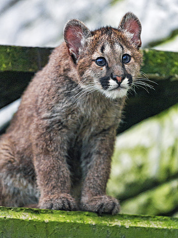 Animals, Puma, Young, Sight, Opinion, Nice, Sweetheart, Joey HD phone wallpaper