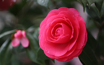 Camellia flower, Macro pink flower, , Stunning nature HD wallpaper