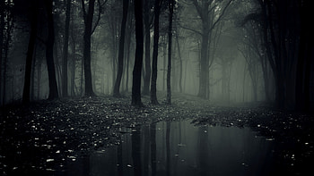Dark Forest HD wallpaper