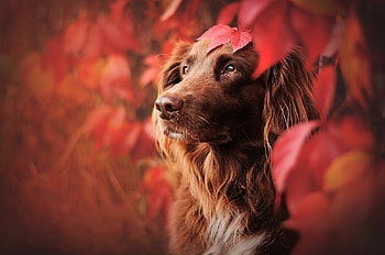 :), red, eyes, face, autumn, leaf, toamna, caine, dog, anne geier, anne geirr HD wallpaper