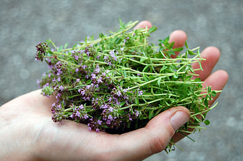 Wilder oregano, Herb knowledge, Mountain adventures, Bergwelten HD wallpaper