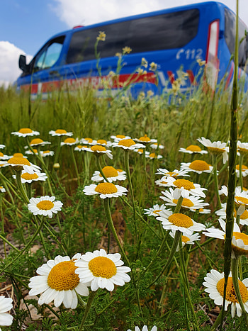 ÇİÇEK, çiçek, doğa, papatya HD phone wallpaper