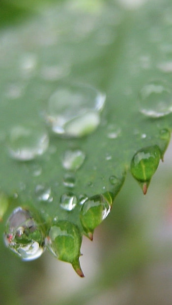 Drippy, Rain Water, Tree Leaf HD phone wallpaper