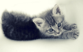 Animals, Cats HD wallpaper