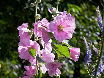 Flower, purple, shaped, trumpet HD wallpaper