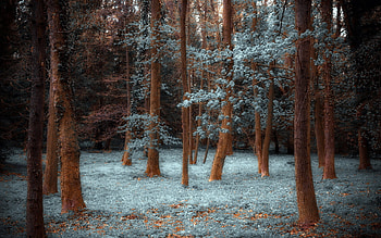 Landscape, Trees, Grass HD wallpaper
