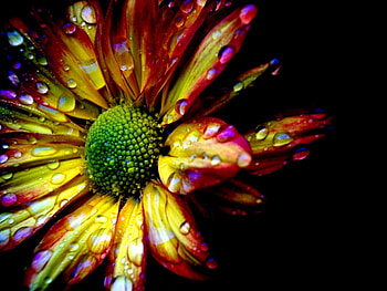 Plants, Flowers HD wallpaper