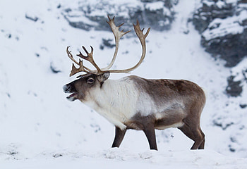 Caribou , Stunning backgrounds, Majestic animals, Natural splendor HD wallpaper