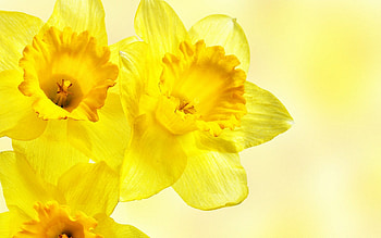 Close-up, Daffodils HD wallpaper