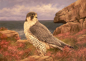 Looking, animal, painting, bird, rocks HD wallpaper