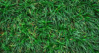 Nature, Grass, Close-Up HD wallpaper