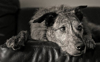 Village dog charm, Juicy , Large breed excellence, Short-haired cuteness HD wallpaper