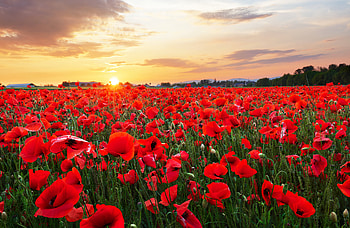 Poppy field at sunset, summer, poppies, field, sky, beautiful, flowers, sunset HD wallpaper