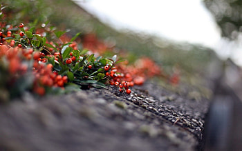 Leaves, Berries, Macro, Blur, Smooth, Rowan HD wallpaper