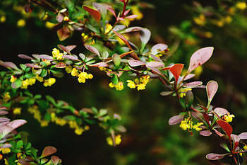 Flowers, Plant, Macro, Branch HD wallpaper