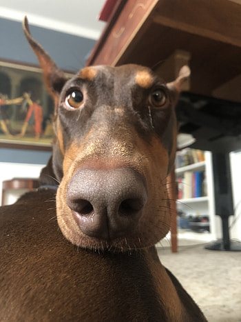 Doberman, Dog HD phone wallpaper