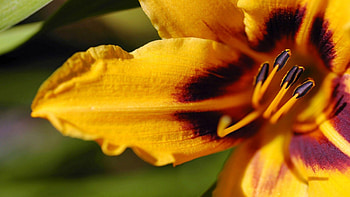 Flower, Macro, Stripes, Streaks, Lily, Stamens HD wallpaper