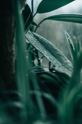 Leaves, Drops, Plant, Macro, Indoor Plant, Houseplant HD phone wallpaper