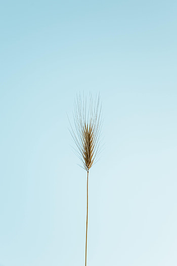Nature, Plant, Macro, Minimalism, Ear HD phone wallpaper