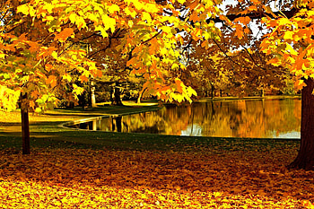 lake in the park, autumn, trees, park, lake HD wallpaper